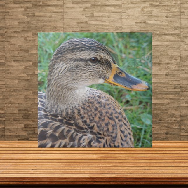 Mallard Duck Hen Wildlife Photo Tile (In Situ)