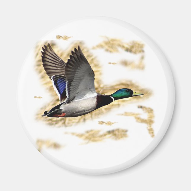 Mallard Duck Hunting Magnet (Front)