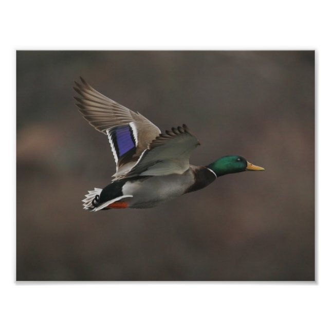 Mallard Duck in Flight - 1 Photo Print (Front)