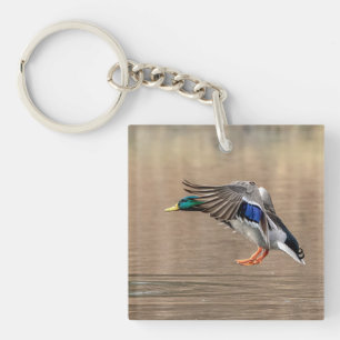 Mallard Duck in flight Key Ring