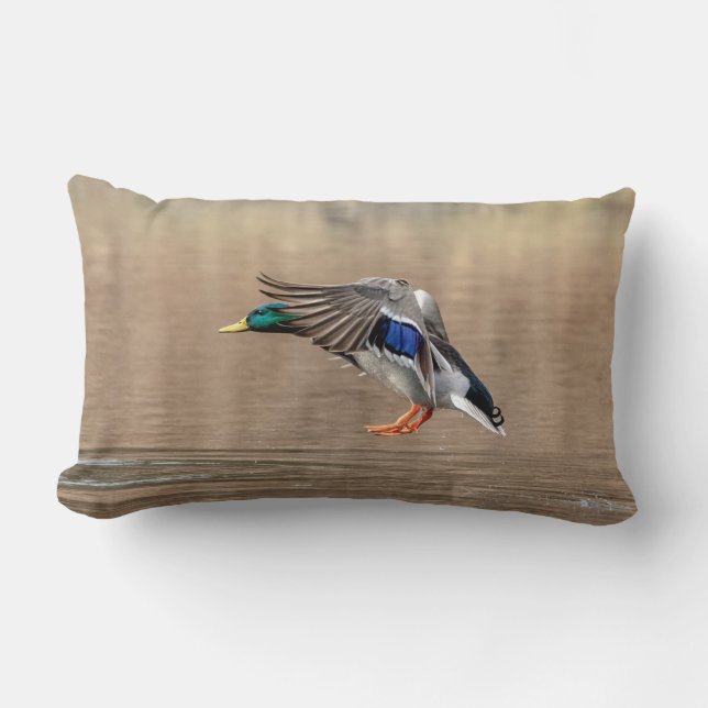 Mallard Duck in flight Lumbar Cushion (Front)