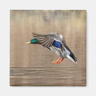 Mallard Duck in flight Magnet