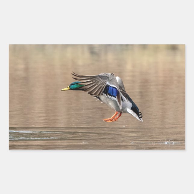 Mallard Duck in flight Rectangular Sticker (Front)