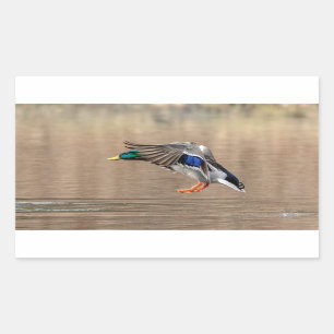 Mallard Duck in flight Rectangular Sticker