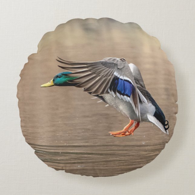 Mallard Duck in flight Round Cushion (Front)