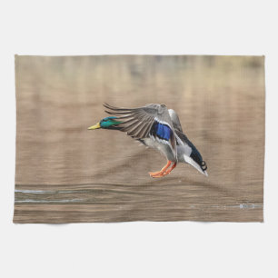 Mallard Duck in flight Tea Towel