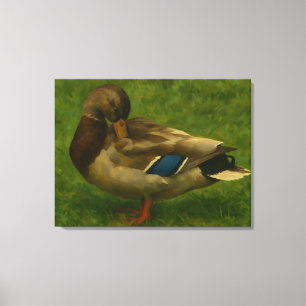 Mallard Duck in Meadow Light Canvas Print