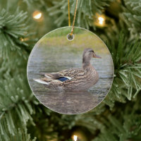 Mallard Duck in Puddle