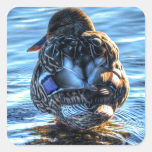 Mallard Duck in Winter River - Wildlife Photo Square Sticker