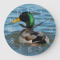 Mallard Duck
