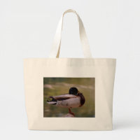 Mallard Duck