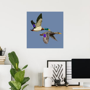 Mallard Duck Lovers  Poster
