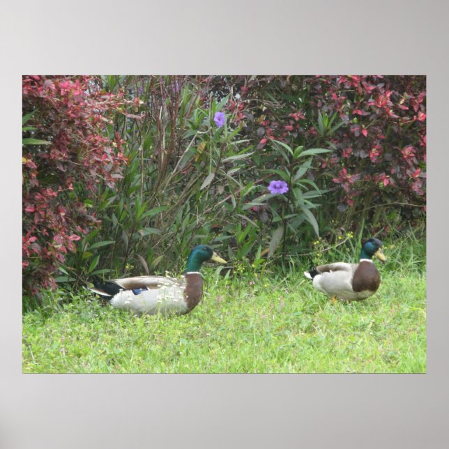 Mallard Duck Male Poster (Front)