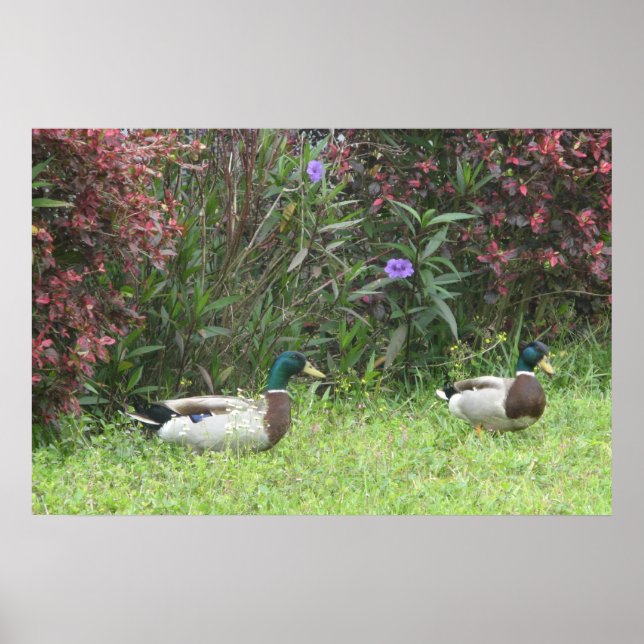 Mallard Duck Male Poster (Front)