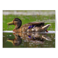 Mallard Duck Nature Birthday Card