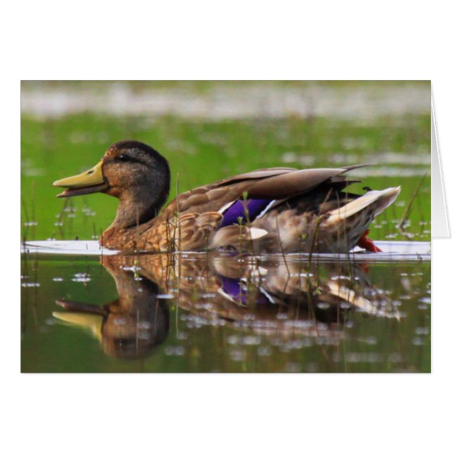 Mallard Duck Nature Birthday Card (Front Horizontal)