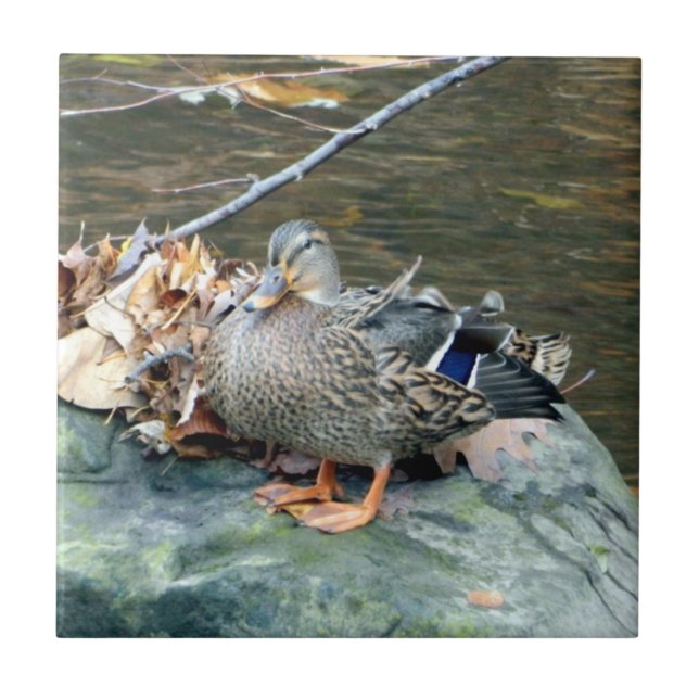Mallard Duck on Mossy Rock (Female) Ceramic Tile (Front)