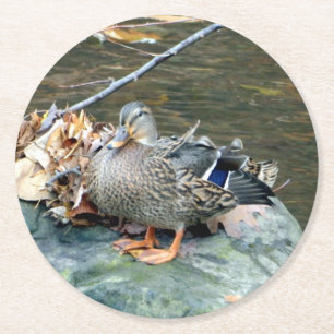 Mallard Duck on Mossy Rock (Female) Paper Coaster