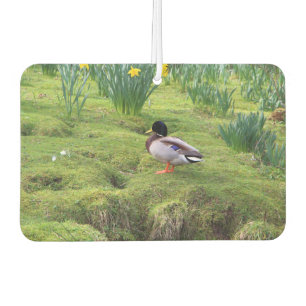 Mallard duck on the bank of a river car air freshener