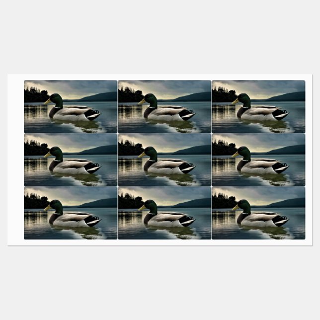 Mallard Duck On The Lake (Sheet)