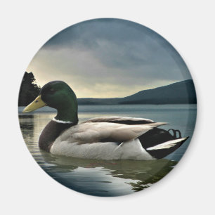 Mallard Duck On The Lake Magnet