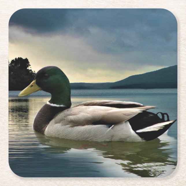 Mallard Duck On The Lake Square Paper Coaster (Front)