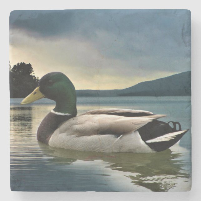 Mallard Duck On The Lake Stone Coaster (Front)
