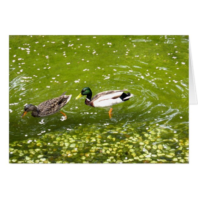 Mallard Duck Pair Card (Front Horizontal)