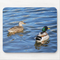 Mallard Duck Pairs Symbolise Love and Commitment