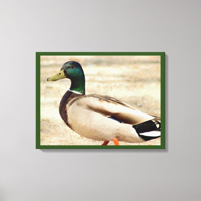 Mallard Duck Photo Canvas Print (Front)