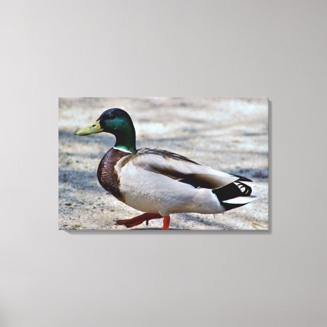 Mallard Duck Photo Canvas Print (Front)