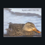 Mallard Duck Photo Postcard<br><div class="desc">Mallard Duck Photo Postcard</div>
