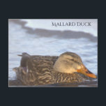 Mallard Duck Photo Postcard<br><div class="desc">Mallard Duck Photo Postcard</div>