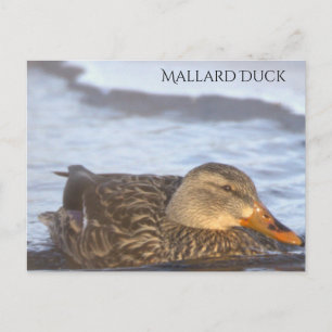Mallard Duck Photo Postcard