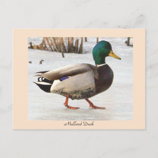 Mallard Duck Photo Postcard (Front)