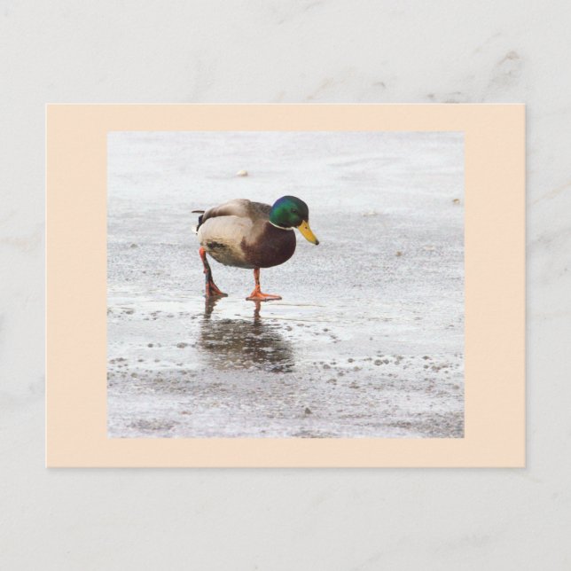 Mallard Duck Photo Postcard (Front)