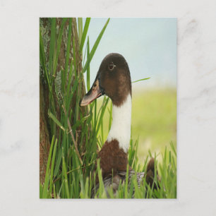 Mallard Duck Photo Postcard