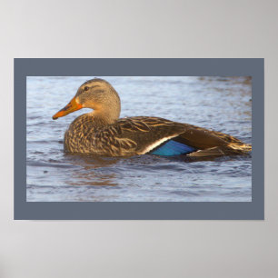Mallard Duck Photo Poster