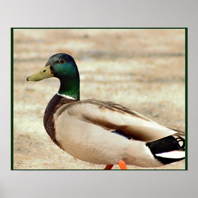 Mallard Duck Photo Poster (Front)