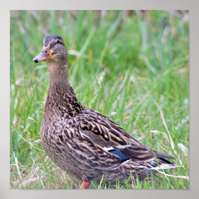 Mallard Duck Photo Poster (Front)