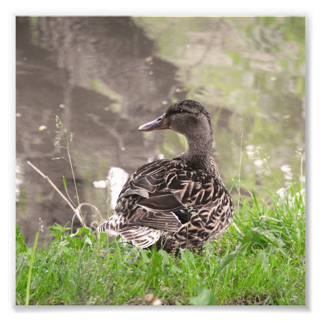 Mallard Duck Photo Print (Front)
