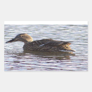 Mallard Duck Photo Stickers