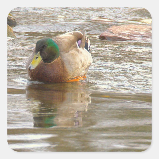 Mallard Duck Photo Stickers (Front)