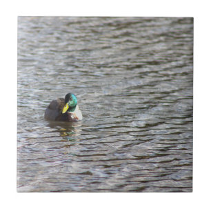 Mallard Duck Photo Tile