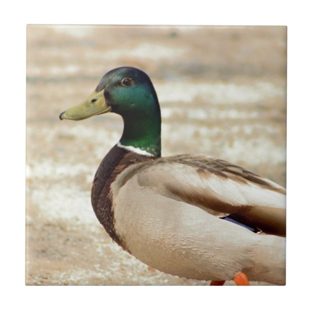 Mallard Duck Photo Tile (Front)