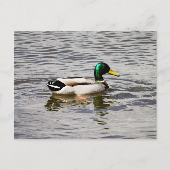 Mallard Duck Postcard (Front)