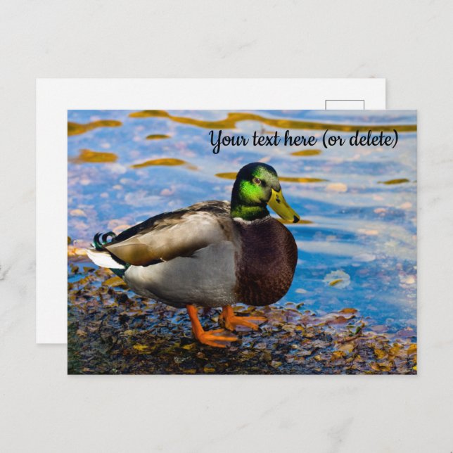 Mallard Duck Postcard (Front/Back)