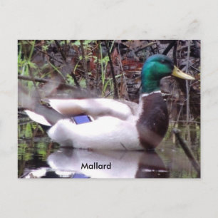 Mallard Duck Postcard