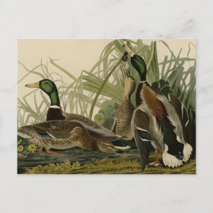Mallard Duck Postcard