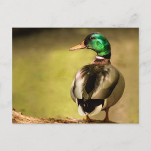Mallard Duck Postcard